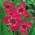 Fleur de paon rose - gros paquet ! - 100 pieces ; fleur de tigre, fleur de coquillage