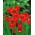 Flor de pavo real roja - ¡paquete grande! - 100 piezas; flor de tigre, flor de concha