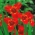 Flor de pavão vermelha - pacote XL! - 500 pcs.; flor de tigre, flor de concha