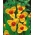 Flor de pavão amarelo - pacote XL! - 500 pcs.; flor de tigre, flor de concha