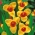 Fleur de paon jaune - gros paquet ! - 100 pieces ; fleur de tigre, fleur de coquillage