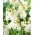 Tuberose - Polianthes - storpack! - 20 st; Agave amica