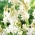 Tuberose - Polianthes - XL-pack! - 100 st; Agave amica