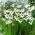 Acidanthera murielae - stor pakke! - 200 stk.; Gladiolus murielae, Abyssinian gladiolus, duftende gladiolus