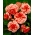 Begonia Marmorata - biancorossa - confezione grande! - 20 pezzi