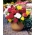Begonia Fimbriata (sfrangiata) - mix di colori - confezione grande! - 20 pezzi