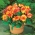 Picotee Begonia gialla - giallo-arancione - confezione grande! - 20 pezzi
