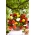 Etterfølgende begonia - fargeblanding - stor pakke! - 20 stk