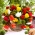 Begonia trainant - melange de couleurs - grand paquet ! - 20 pieces