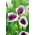 lírio de calla roxo e branco de Picasso; arum lily, Zantedeschia - pacote grande! - 10 pcs.