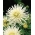Witte cactus dahlia - Dahlia cactus Wit - XL pak! - 50 stuks - 