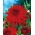 Rode cactusdahlia - Dahliacactus Rood - XL pack! - 50 stuks - 