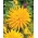 Gele cactusdahlia - Dahliacactus Geel - XL pack! - 50 stuks - 