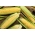 Maíz dulce enano dorado - 500 gramos; maíz azucarado, palo de maíz - 