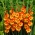 Gladiolus Princess Margaret Rose - XL pack! - 250 pcs