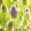 Carlică sălbatică - plantă meliferă - 1 kilogram; plinul de plin - 
