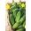Tytusová uhorka na uhorky - 100 gramov - 