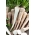 Kaska-juuripersilja - keskiaikainen lajike - 100 grammaa - 
