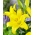 Yellow tree lily - XL pack! - 50 pcs
