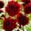 The anemone-flowered dahlia - Soulman - large pack! - 10 pcs