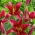 Red tree lily - XL pack! - 50 pcs