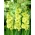 Green Star gladiolus - large package! - 50 pcs