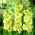 Gladiolo estrella verde - paquete grande! - 50 pcs