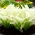 White Feather hosta, plantain lilija - XL iepakojumā! - 50 gab.