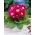 Blanche De Meru gloxinia rosa y blanca (Sinningia speciosa) - ¡paquete grande! - 10 piezas