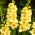 Albandeira gladiolus - 5 kom