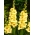 Albandeira gladiolus - 5 kosov