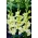 Alicia Gladiolus - 5 Stk - 