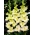 Alicia gladiolus - nagy csomag! - 50 db.