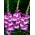 Anouk gladiolus - large package! - 50 pcs