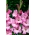 Apr?s Toi gladiolus - 5 buc.
