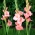 Gladiolus Chatelaine - pachet mare! - 50 buc.
