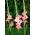 Chatelaine Gladiolus - großes Paket! - 50 Stück - 