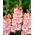 Cimarosa gladiolus - large package! - 50 pcs