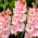 Cimarosa Gladiolus - großes Paket! - 50 Stück - 