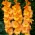 Gladiolus Gold Basin - 5 db.