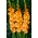 Bazinul Gladiolus Gold - 5 buc.