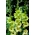 Dingadong gladiolus - 5 pcs