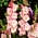 Dolce Vita gladiolus - iso paketti! -50 kpl