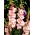 Dolce Vita gladiolus - stort paket! - 50 st
