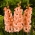 Donatella gladiolus - paquete grande! - 50 pcs