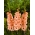 Donatella gladiolus - 5 kpl