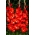 Franco Zecca gladiolus - 5 pcs