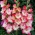 Gerona gladiolus - stort paket! - 50 st