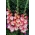 Gerona gladiolus - 5 st