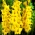 Limoncello gladiolus - 5 stk.